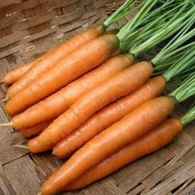 Organic Carrot Yaya - Renee's Garden - Image 2