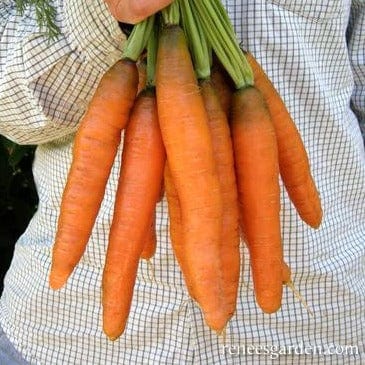 Organic Carrot Yaya - Renee's Garden - Image 3