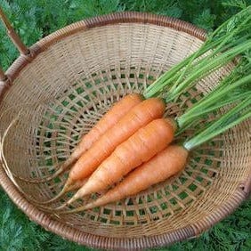 Organic Carrot Yaya - Renee's Garden - Image 4