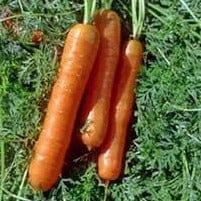 Carrot Bolero Nantes - Renee's Garden - Image 2