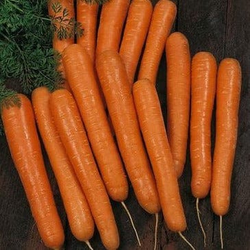 Carrot Bolero Nantes - Renee's Garden - Image 3