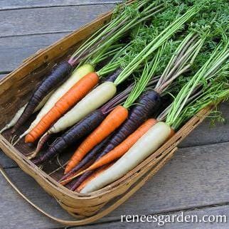 Carrot Circus Circus - Renee's Garden - Image 3