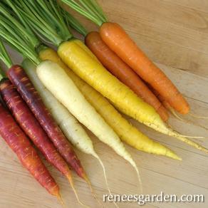 Carrot Harlequin Mix - Renee's Garden - Image 2