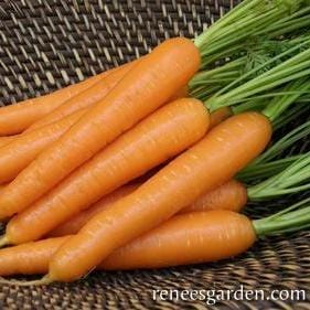Organic Carrot Rotild - Renee's Garden - Image 2
