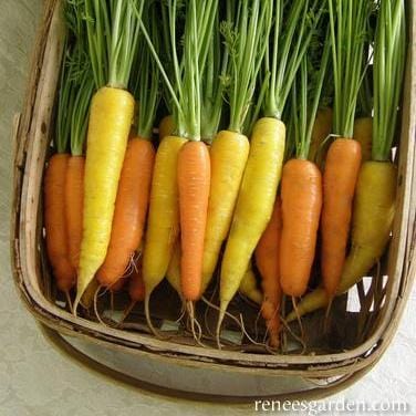 Carrot Sunshine Mix - Renee's Garden - Image 2