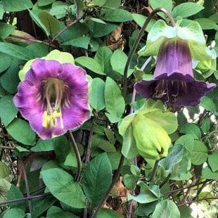 Cathedral Bells Flowering Vine - Renee's Garden - Image 2