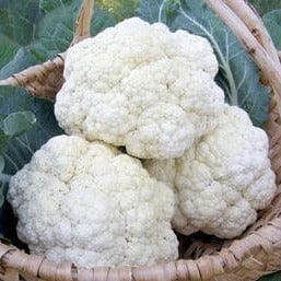 Cauliflower Amazing Taste - Renee's Garden - Image 3