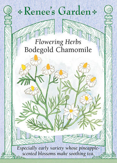 Chamomile Bodegold - Renee's Garden