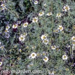 Chamomile Bodegold - Renee's Garden - Image 2