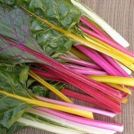 Organic Chard Garden Rainbow - Renee's Garden - Image 2