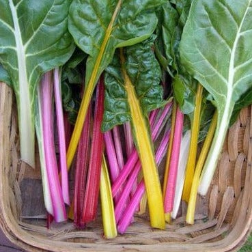 Organic Chard Garden Rainbow - Renee's Garden - Image 3