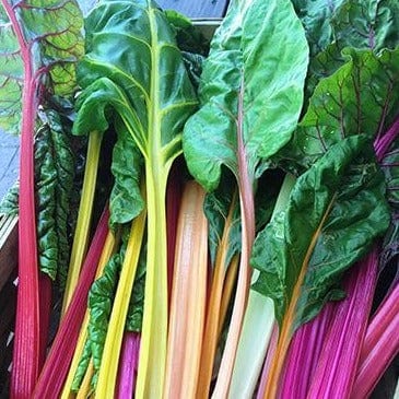 Organic Chard Garden Rainbow - Renee's Garden - Image 4