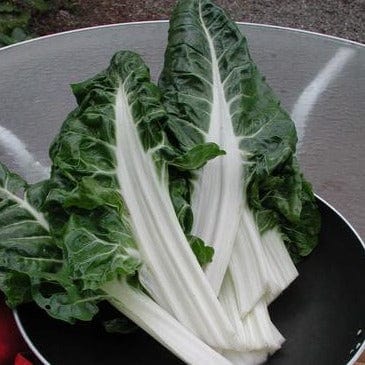 Chard Italian Silver Rib - Renee's Garden - Image 2