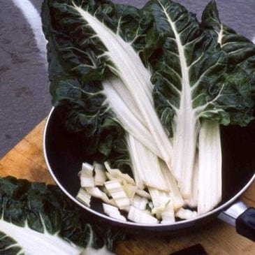 Chard Italian Silver Rib - Renee's Garden - Image 3