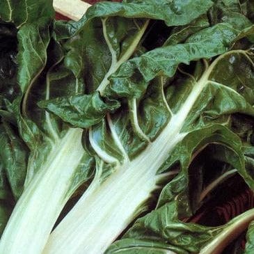Chard Italian Silver Rib - Renee's Garden - Image 4