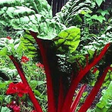 Chard Scarlet Charlotte - Renee's Garden - Image 2