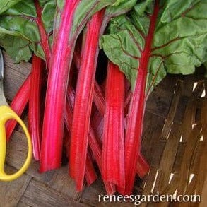 Chard Scarlet Charlotte - Renee's Garden - Image 3