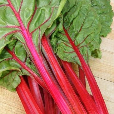 Chard Scarlet Charlotte - Renee's Garden - Image 4