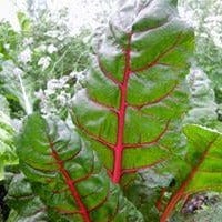 Chard Scarlet Charlotte - Renee's Garden - Image 5