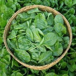 Chard Special Baby Leaf - Renee's Garden - Image 2