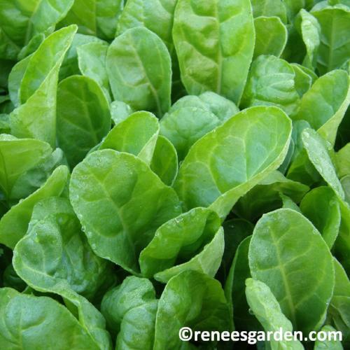 Chard Special Baby Leaf - Renee's Garden - Image 3