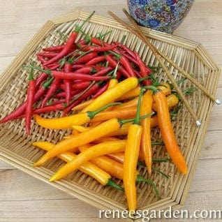 Pepper Chile Peppers True Thai - Renee's Garden - Image 3