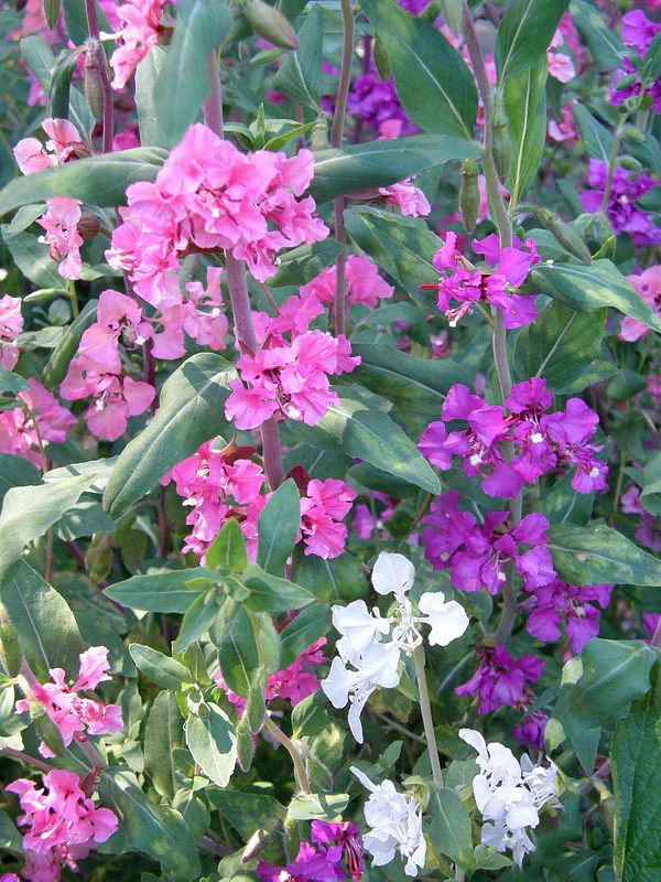 Clarkia Mountain Garland - Renee's Garden - Image 2