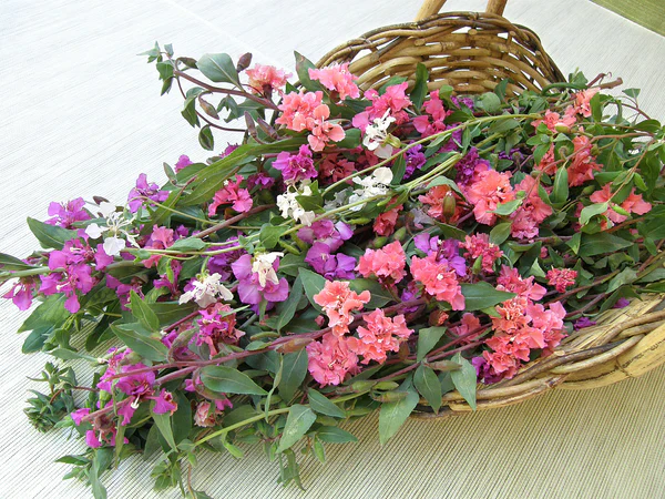 Clarkia Mountain Garland - Renee's Garden - Image 3