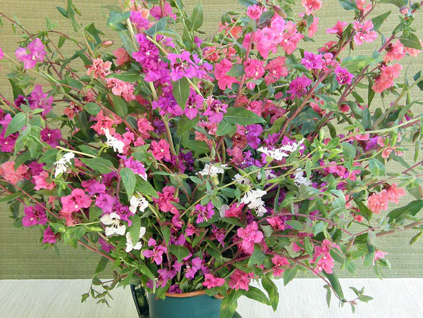 Clarkia Mountain Garland - Renee's Garden - Image 4