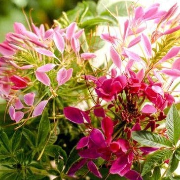 Cleome Color Fountains - Renee's Garden - Image 3
