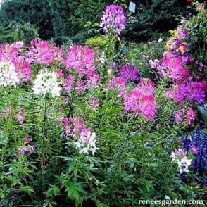 Cleome Color Fountains - Renee's Garden - Image 4