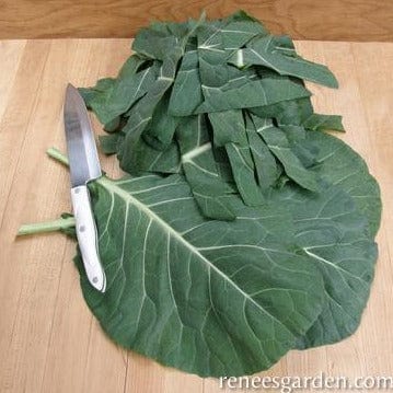 Collards Green Flash - Renee's Garden - Image 3