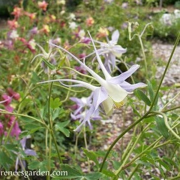 Columbine Mrs. Scott Elliot - Renee's Garden - Image 2