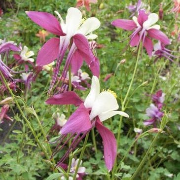 Columbine Mrs. Scott Elliot - Renee's Garden - Image 3