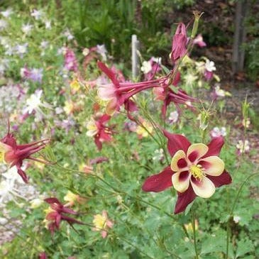 Columbine Mrs. Scott Elliot - Renee's Garden - Image 4