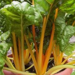 Chard Pot of Gold - Renee's Garden - Image 2