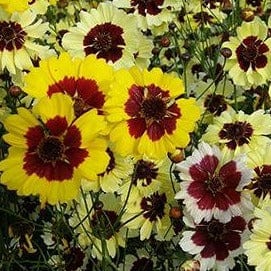 Coreopsis Incredible - Renee's Garden - Image 4