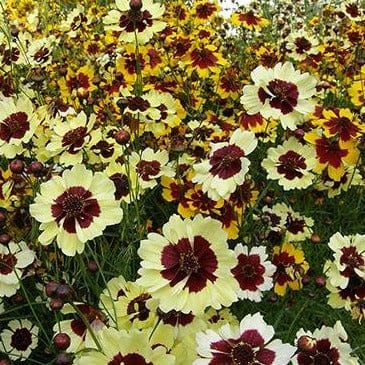 Coreopsis Incredible - Renee's Garden - Image 5