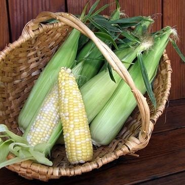 Organic Corn Luscious - Renee's Garden - Image 2
