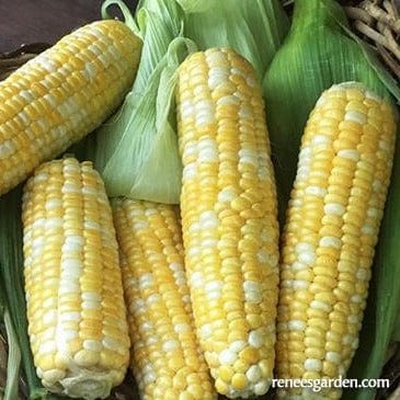 Organic Corn Luscious - Renee's Garden - Image 3
