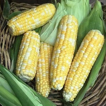 Organic Corn Luscious - Renee's Garden - Image 4