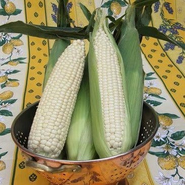 Corn Sugar Pearl - Renee's Garden - Image 2