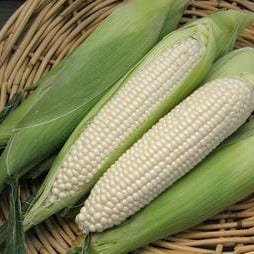 Corn Sugar Pearl - Renee's Garden - Image 3