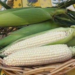 Corn Sugar Pearl - Renee's Garden - Image 4