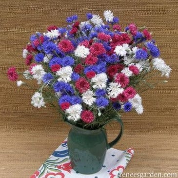 Cornflower 4th of July Mix - Renee's Garden - Image 2