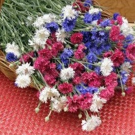Cornflower 4th of July Mix - Renee's Garden - Image 3