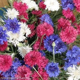 Cornflower 4th of July Mix - Renee's Garden - Image 4