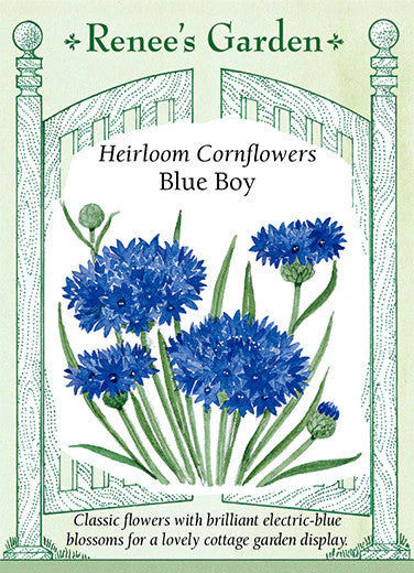 Cornflowers Blue Boy - Renee's Garden