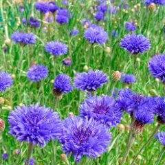 Cornflowers Blue Boy - Renee's Garden - Image 2