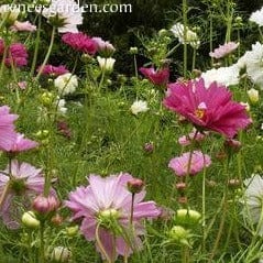 Cosmos Double Click - Renee's Garden - Image 3